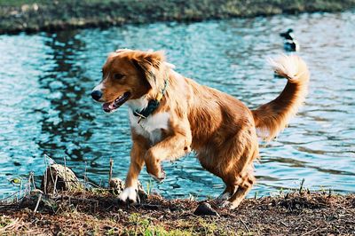 Portrait of dog standing in lake