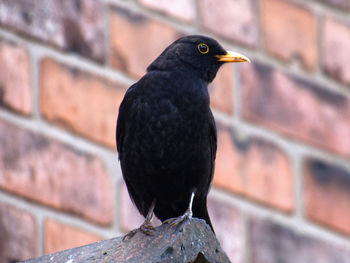 Black bird perching on wall