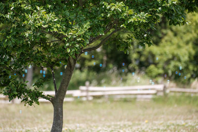 Close-up of tree