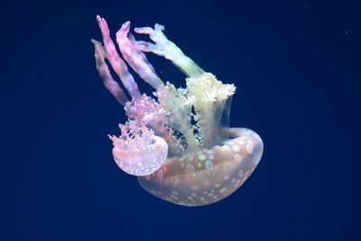 Close-up of pink jellyfish in sea