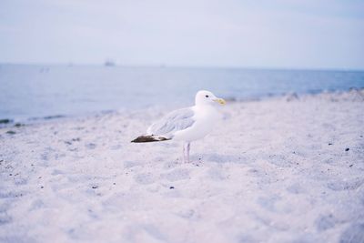 Seagull perching on sand at beach against sky