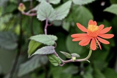 Close-up of flower blooming outdoors