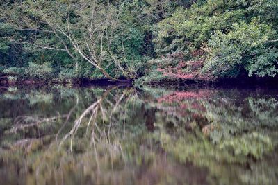 Scenic view of lake in forest