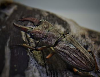 Close-up of insect on rock