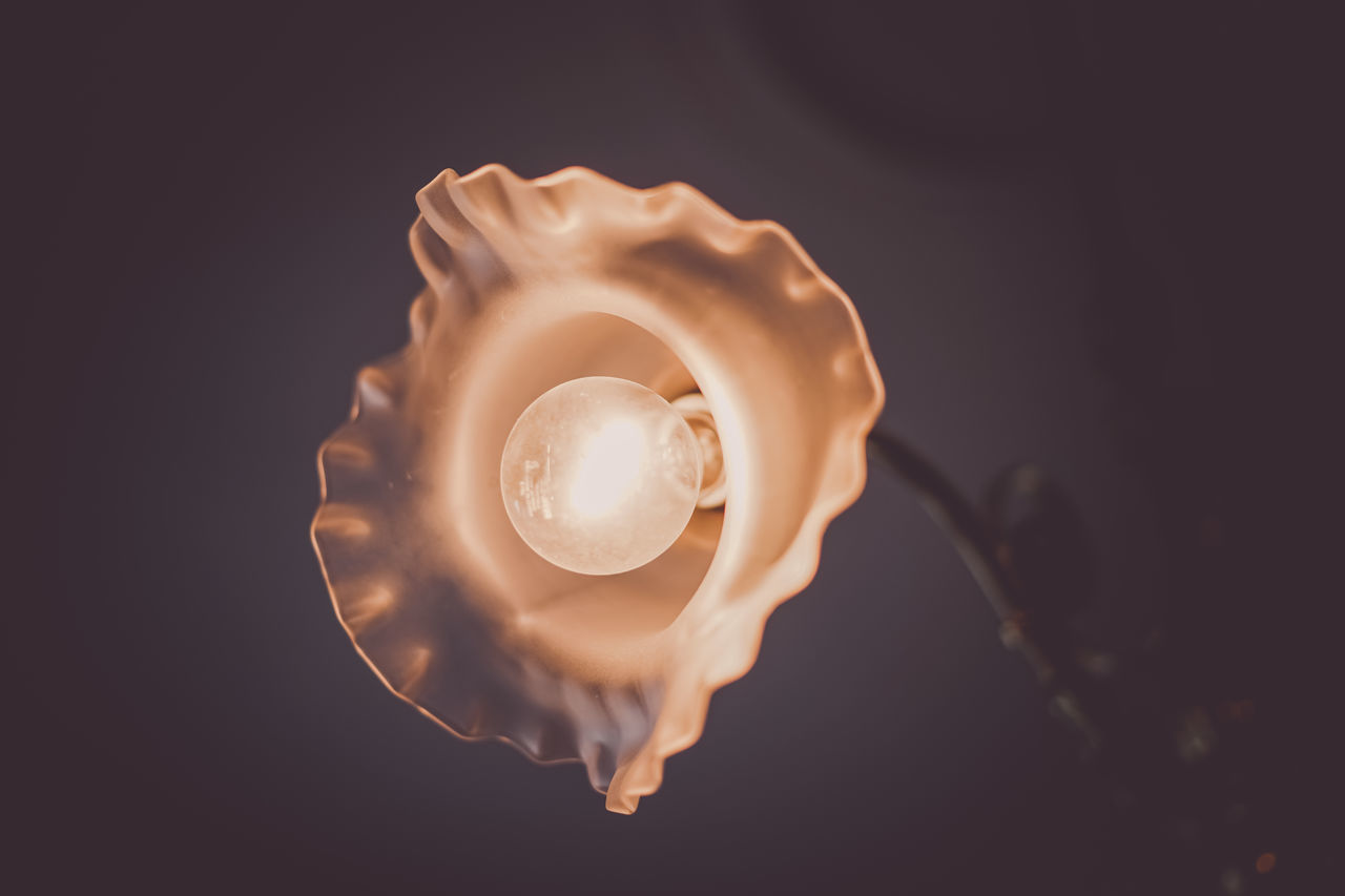 macro photography, close-up, no people, shell, light, indoors, studio shot, nature, conch, flower, single object, lighting, petal, copy space, black background