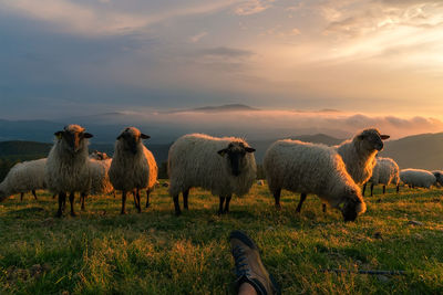 Sheep standing in a field