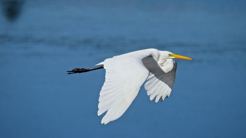 Close-up of white bird flying against sky