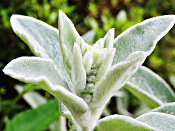 Close-up of plant