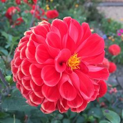 Close-up of red flower blooming outdoors