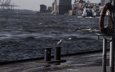 Seagulls perching on calm sea