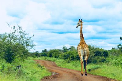 Giraffe standing on landscape against cloudy sky