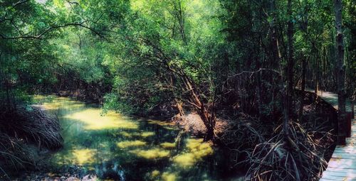 Reflection of trees in river