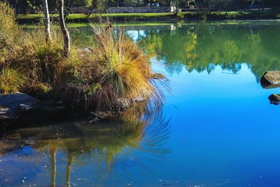 Reflection of trees in lake