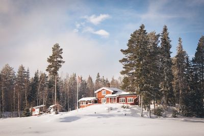 Snow covered trees