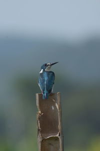 Close-up of bird perching on wooden post , small blue kingfisher