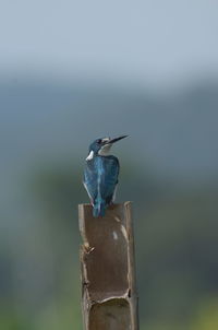 Close-up of bird perching on wooden post