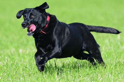 Action shot of a young black labrador retriever running through a field