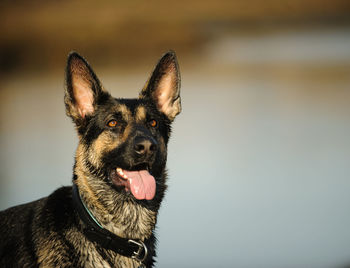 Close-up portrait of dog