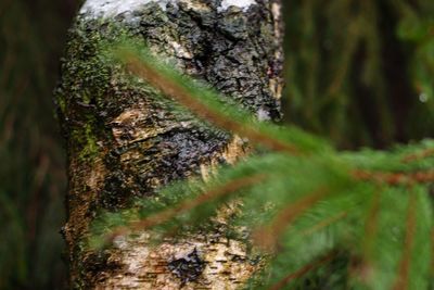 Close-up of tree trunk in forest