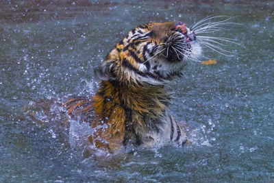 High angle view of cat in water