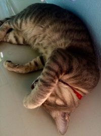 Cat sleeping on couch