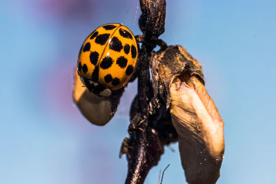 Close-up of ladybug