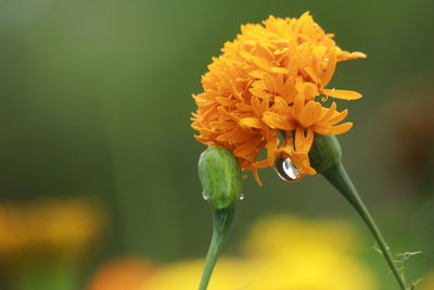 Close-up of yellow flowering plant