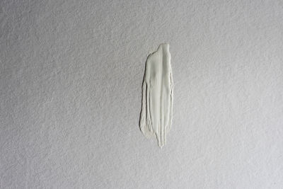 High angle view of feather on white wall