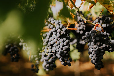 Black grapes on plants in vineyard