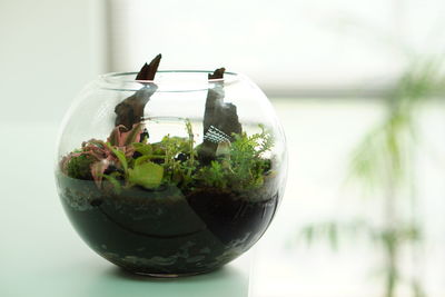 Close-up of plants against glass