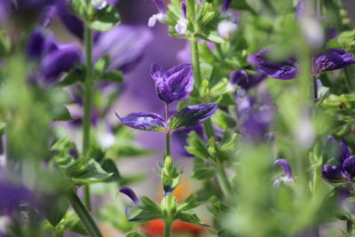 plant