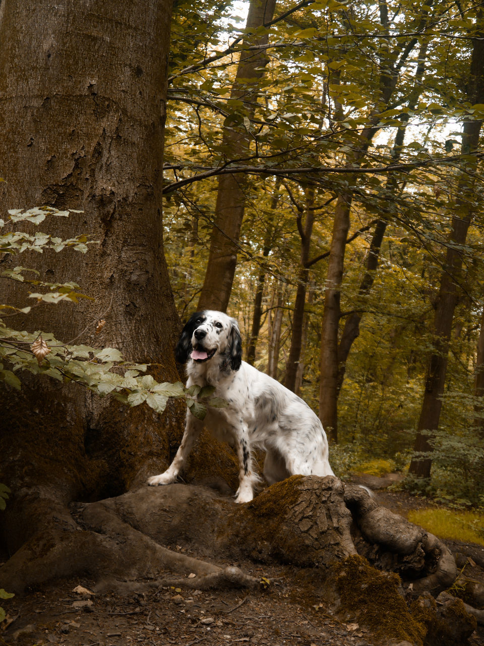one animal, mammal, animal themes, animal, tree, domestic, dog, domestic animals, pets, canine, plant, forest, land, sitting, nature, day, tree trunk, no people, trunk, rock, woodland, outdoors, purebred dog