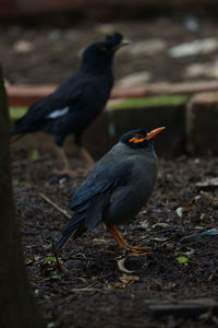 Close-up of birds perching on a land