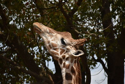 Low angle view of giraffe on tree in forest