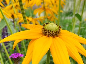 Close-up of yellow daisy flower