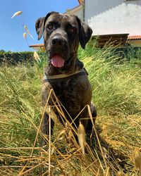 Portrait of a dog on field