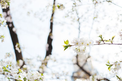 Close-up of white flowers