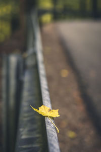 Close-up of yellow flower on railroad track