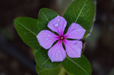 Close-up of iris blooming outdoors