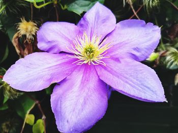 Close-up of purple flowering plant