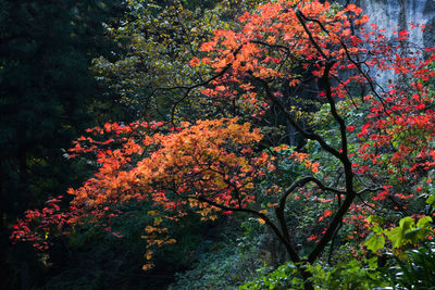 Low angle view of trees