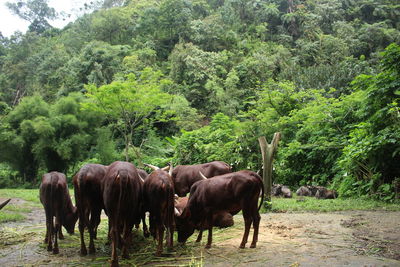 Horses standing in a field