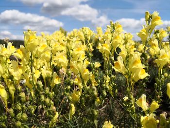 Close-up of fresh yellow flowering plants