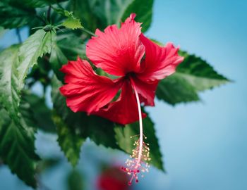 Close-up of red hibiscus blooming outdoors