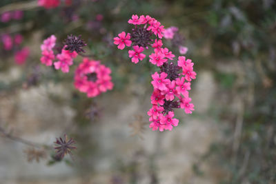 Close-up of pink flowering plant