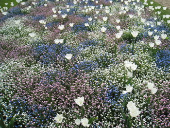 High angle view of purple flowering plants on field