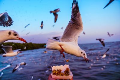 Seagulls flying over sea