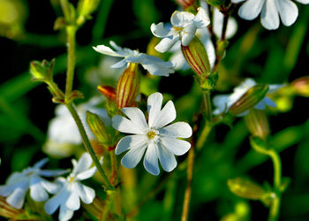 Close-up of white flowers blooming outdoors