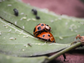 Close-up of ladybug on leaf