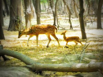 Giraffe in forest